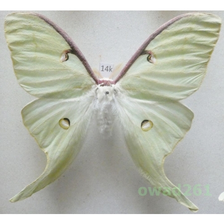 Actias luna (Linnaeus, 1758) male ex. ovo Canada 89mm14k